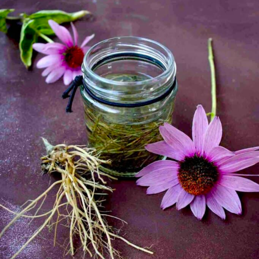 Echinacea Tincture For Immunity, Colds and Flu: Nov 18th from 7pm - 9pm